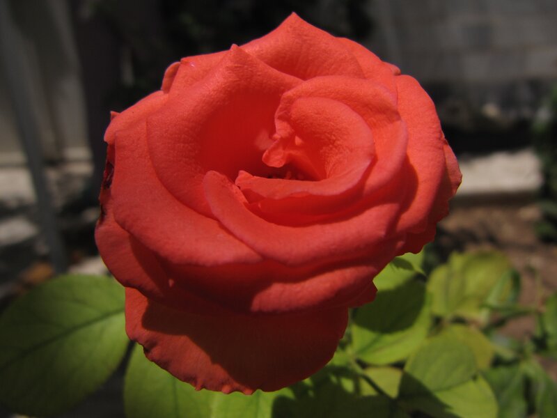 Close-up of a red rose
