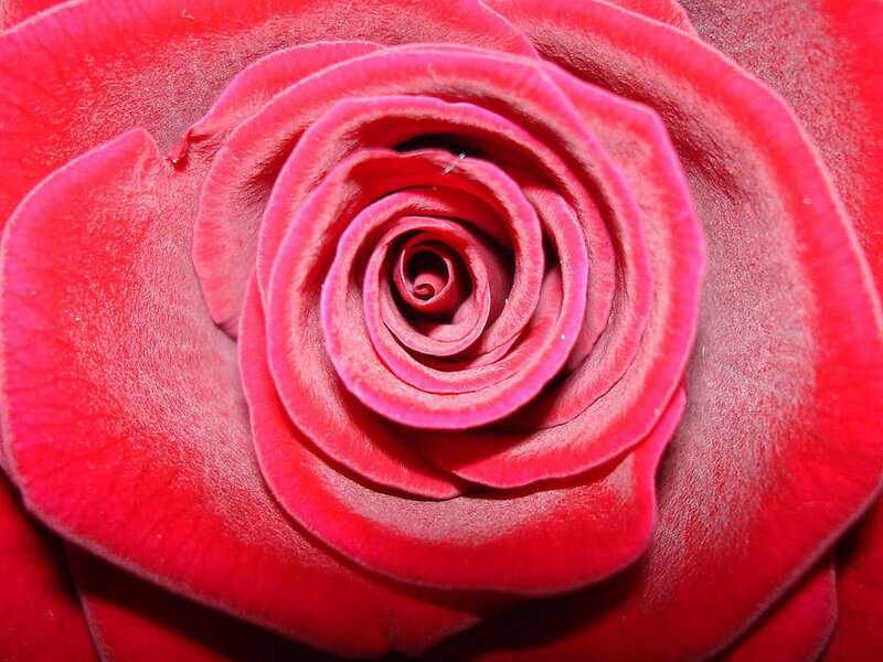 Close-up of a red rose