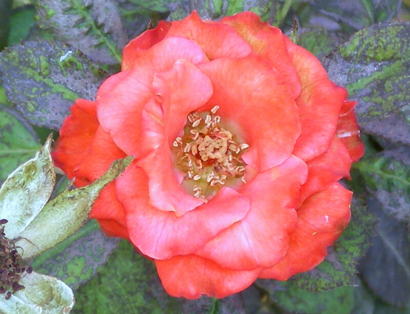 close-up of a red rose