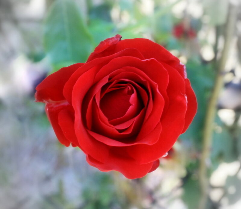 Close-up of a red rose