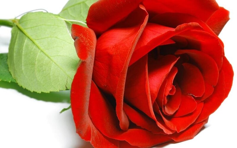 close-up of a red rose
