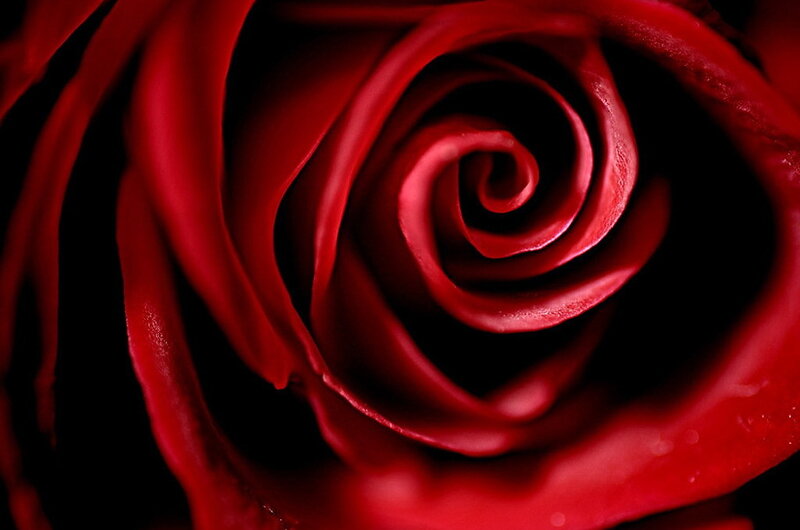 close-up of a red rose