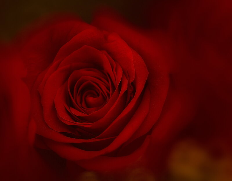 Close-up of a red rose