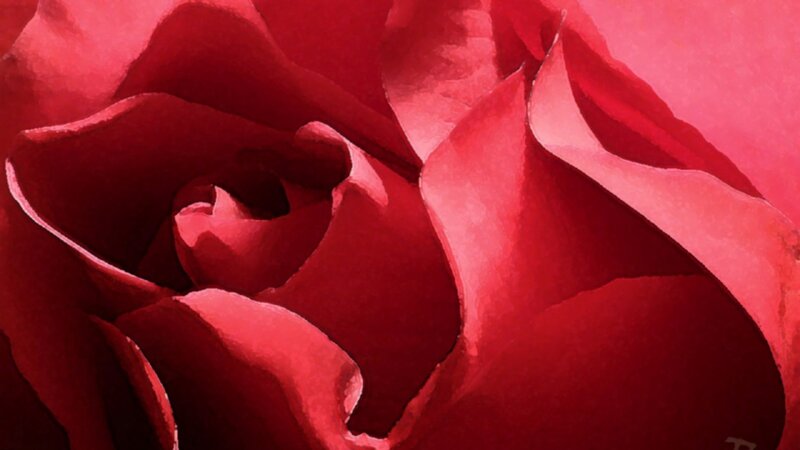 close-up of a red rose
