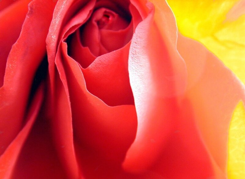 close-up of a red rose