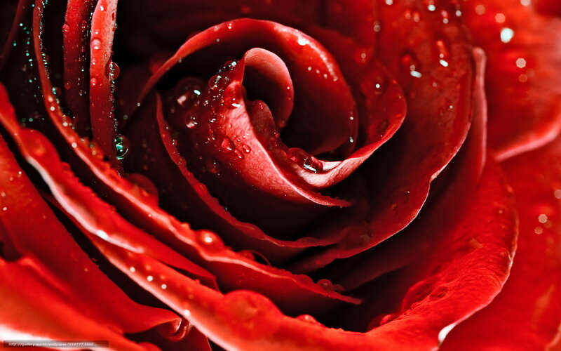 Close-up of a red rose