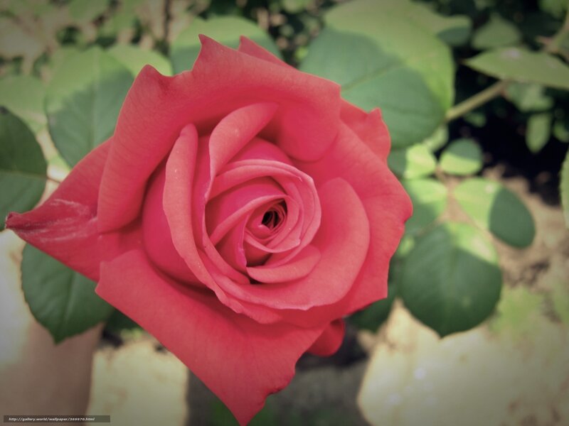 close-up of a red rose