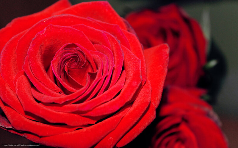 Close-up of a red rose