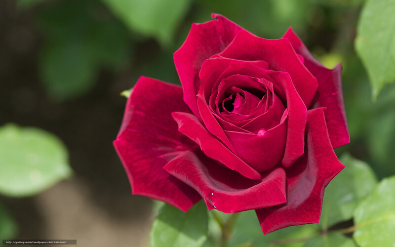 Close-up of a red rose