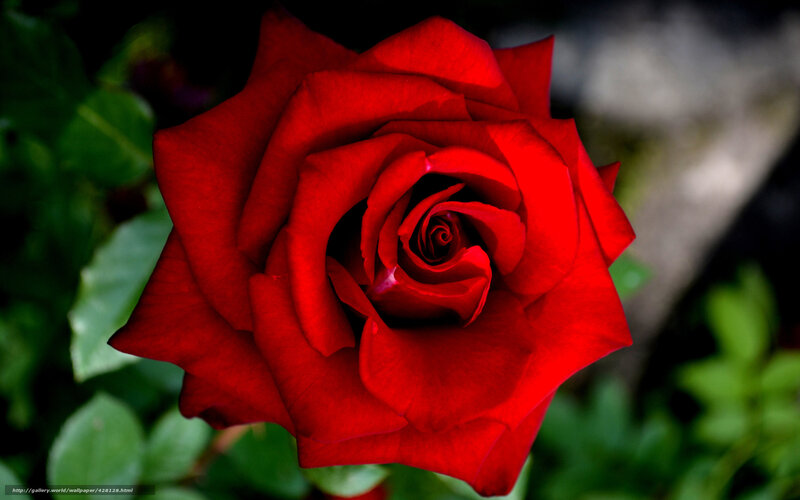 Close-up of a red rose