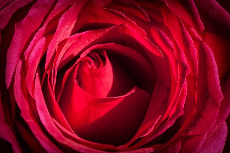 Close-up of a red rose