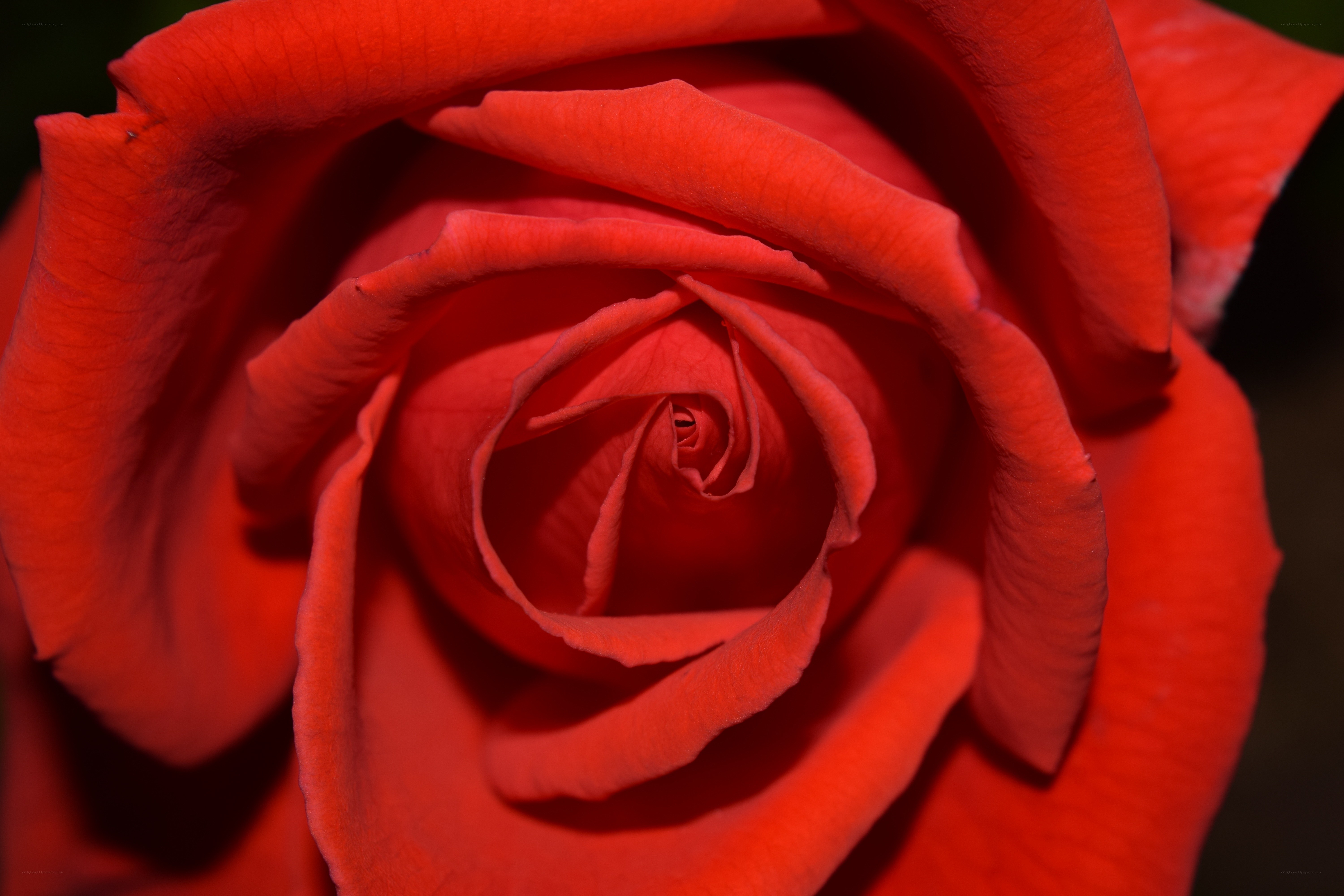 Close-up of a red rose