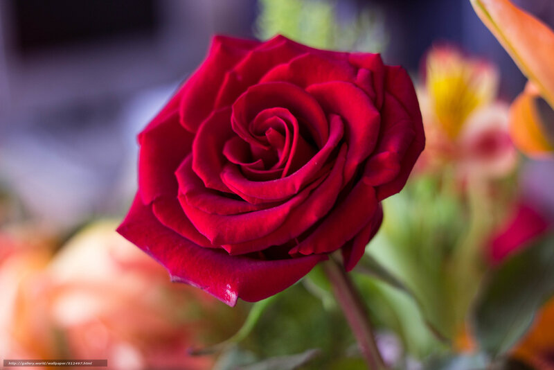 Close-up of a red rose
