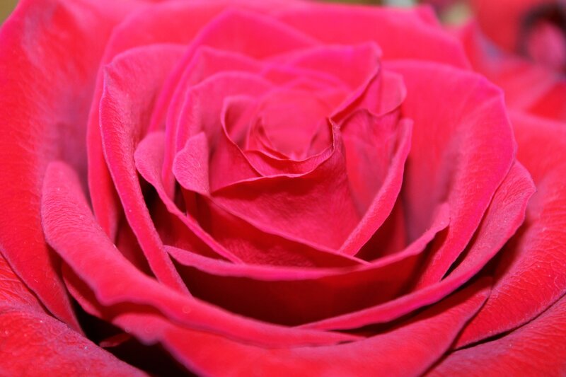 close-up of a red rose