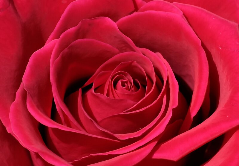 Close-up of a red rose