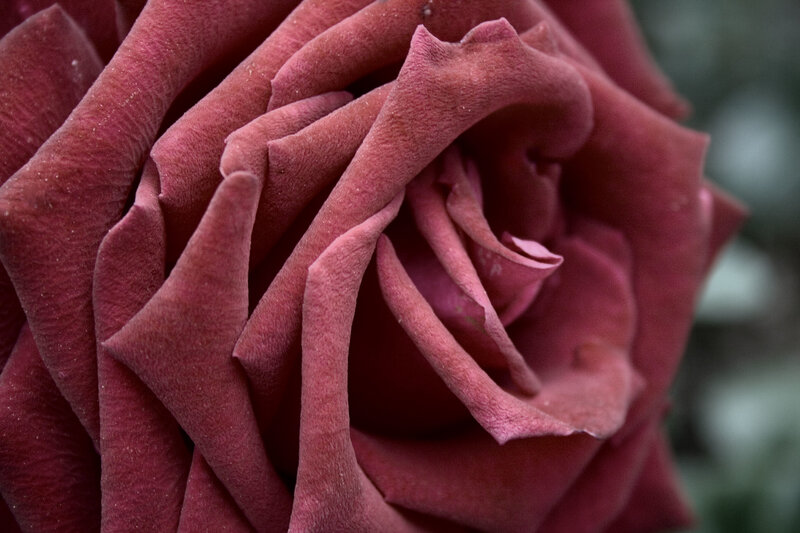 close-up of a red rose