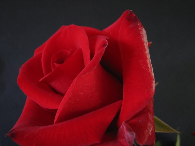 Close-up of a red rose