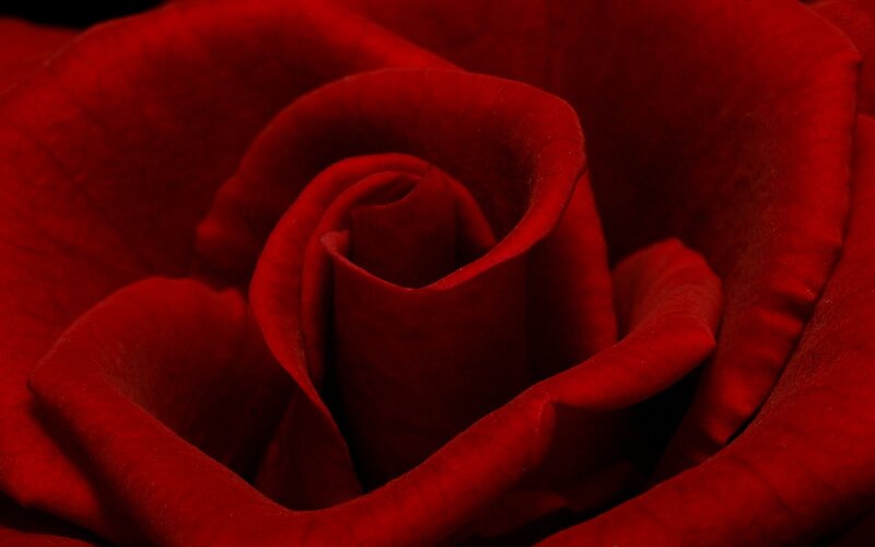 close-up of a red rose