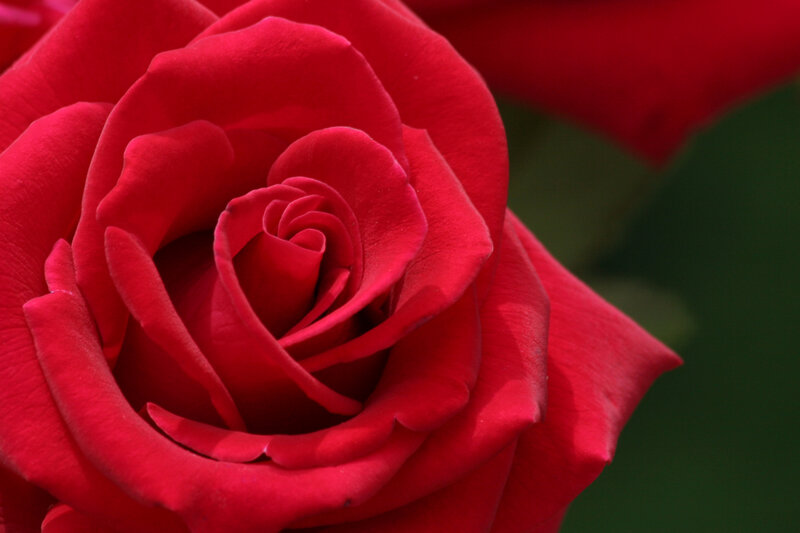 Close-up of a red rose