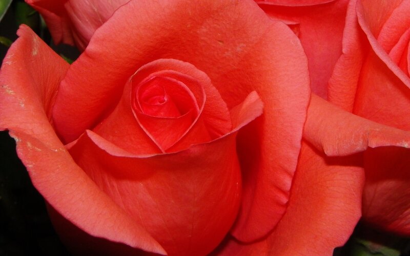 close-up of a red rose