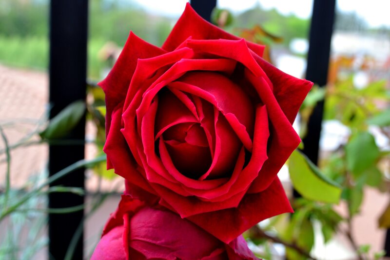 Close-up of a red rose