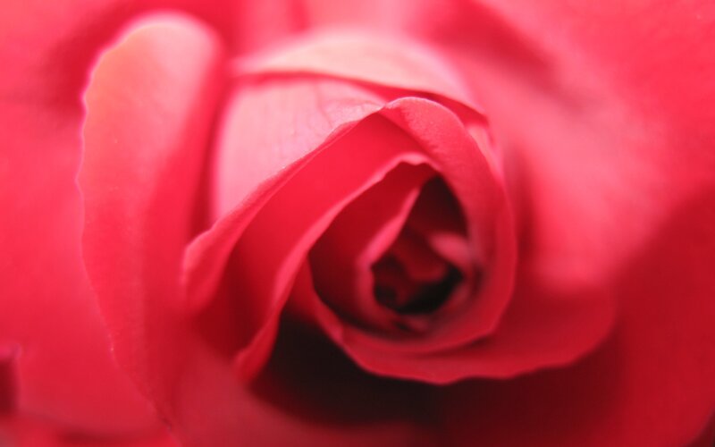 close-up of a red rose