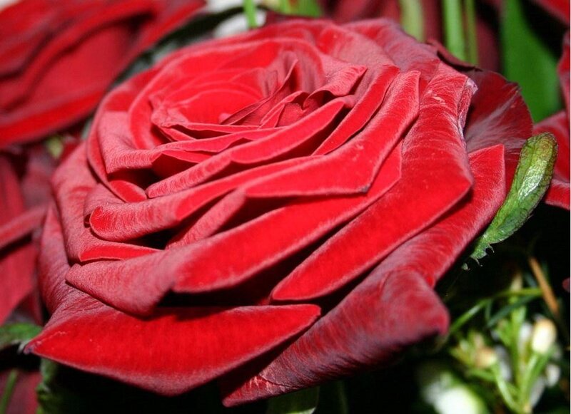 Close-up of a red rose
