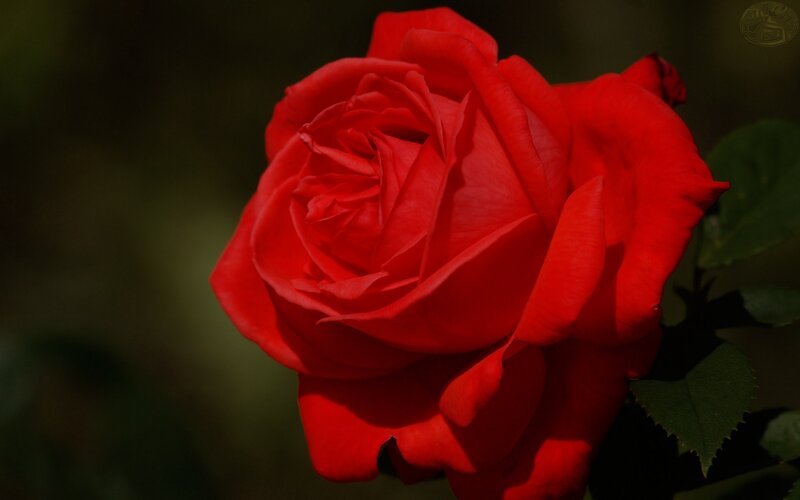 close-up of a red rose