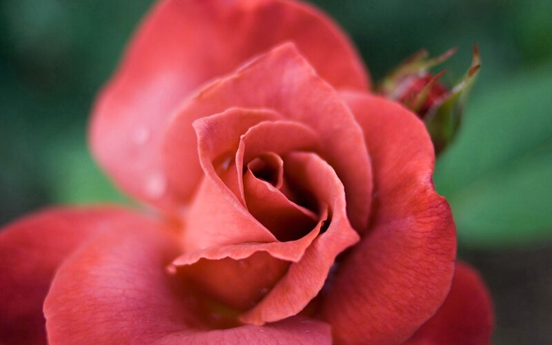 close-up of a red rose