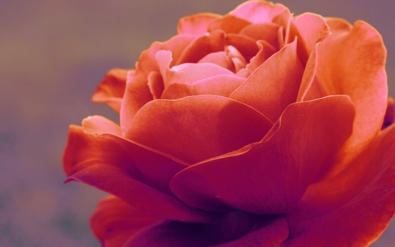 close-up of a red rose