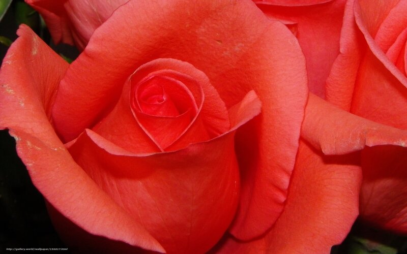 Close-up of a red rose