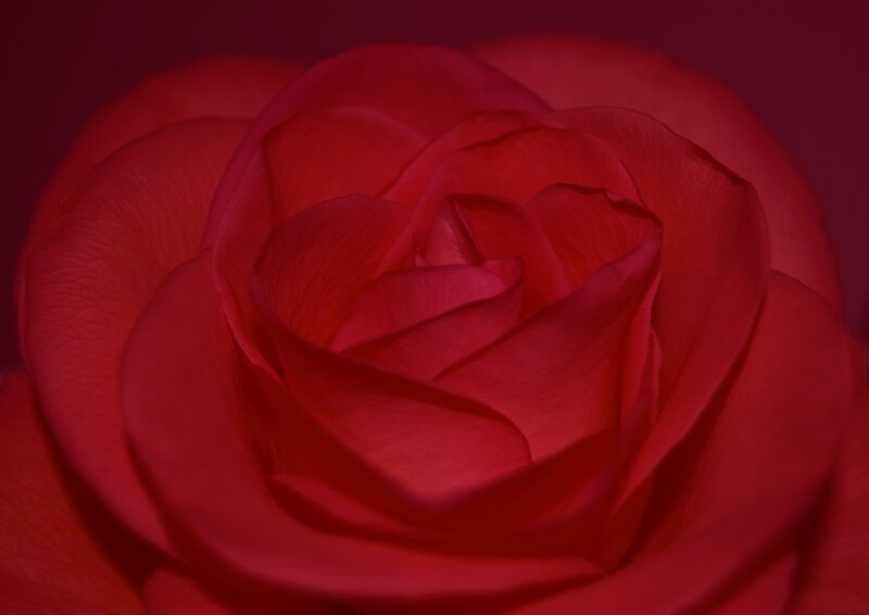 close-up of a red rose