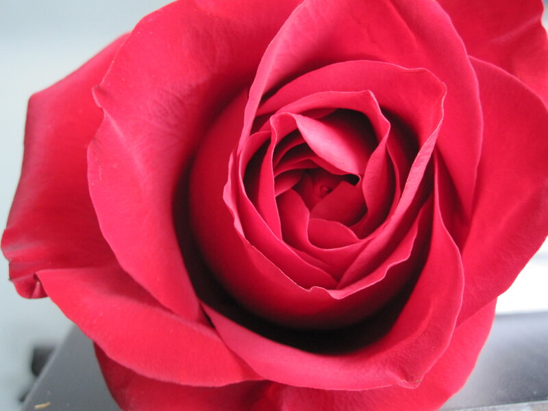close-up of a red rose