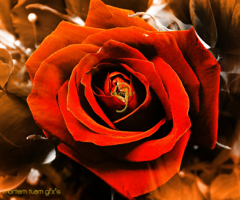 close-up of a red rose