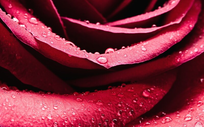Close-up of a red rose