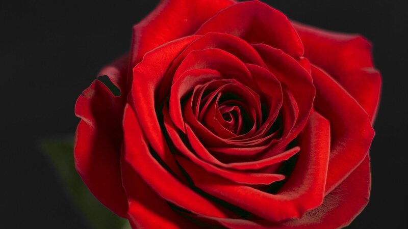 close-up of a red rose