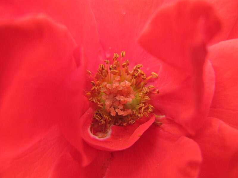 close-up of a red rose