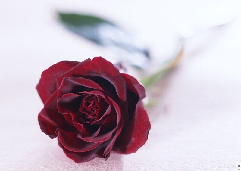 Close-up of a red rose