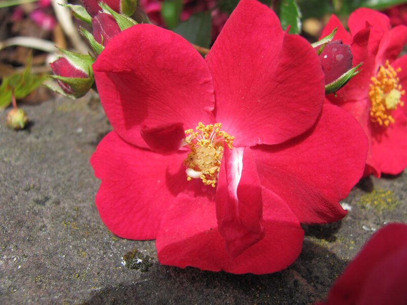 Close-up of a red rose