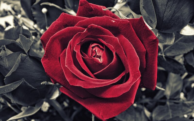 close-up of a red rose
