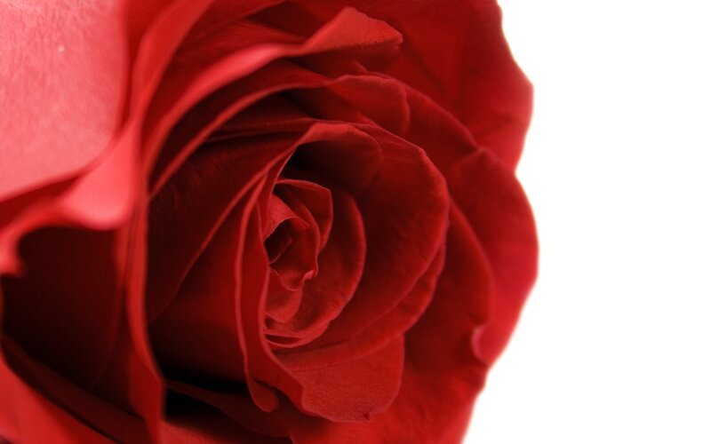close-up of a red rose