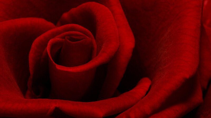 close-up of a red rose