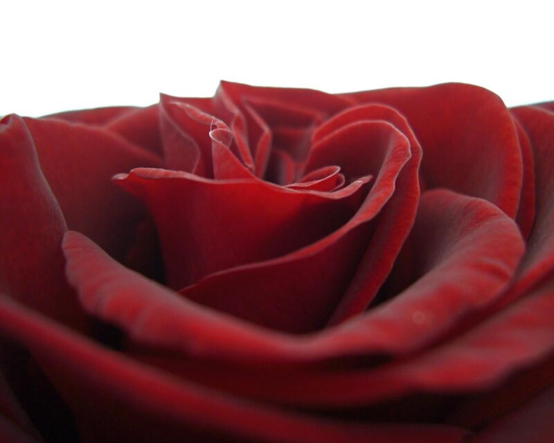 Close-up of a red rose