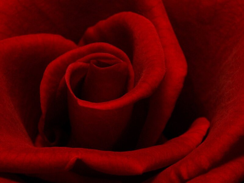 Close-up of a red rose