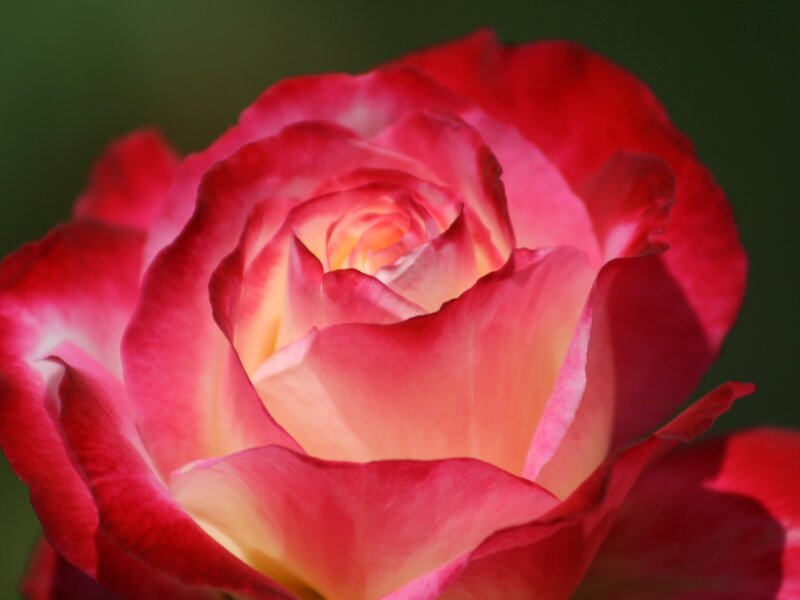 Close-up of a red rose
