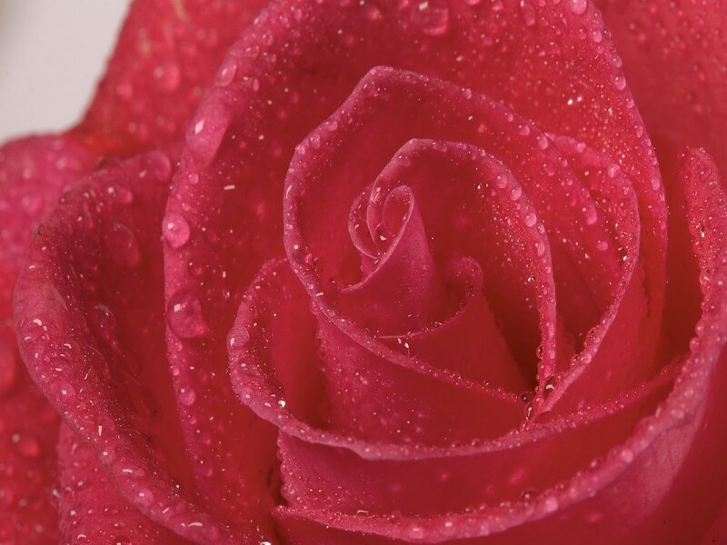 Close-up of a red rose