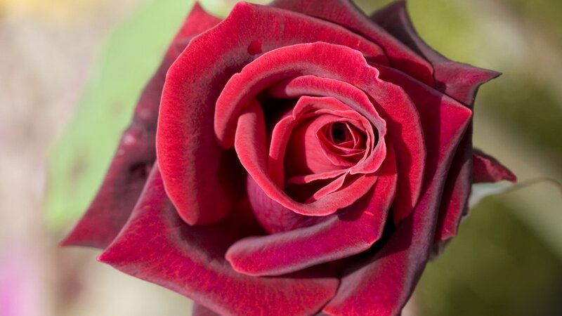 Close-up of a red rose