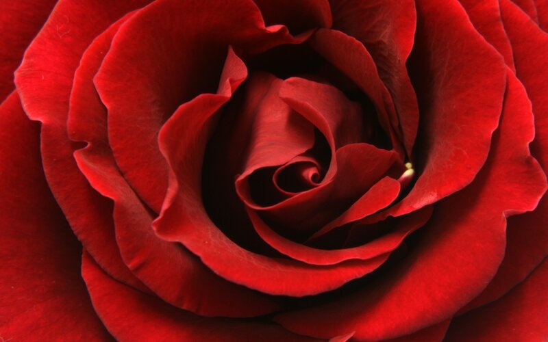 close-up of a red rose