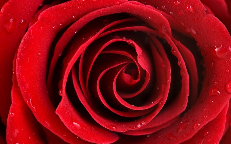 Close-up of a red rose