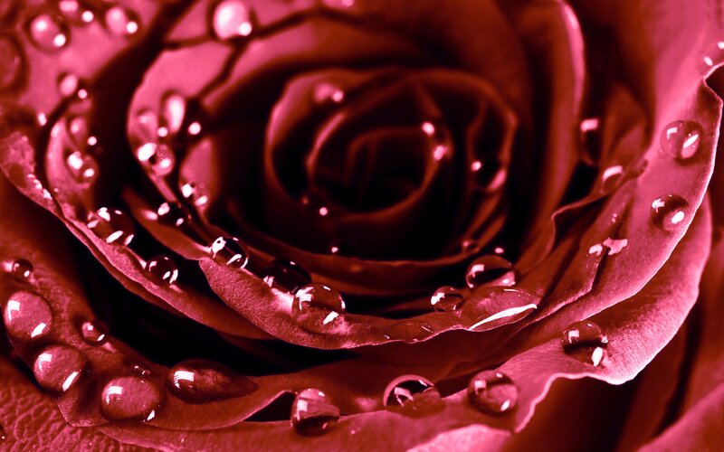 Close-up of a red rose